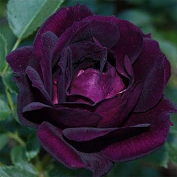 Purple Black flower seeds