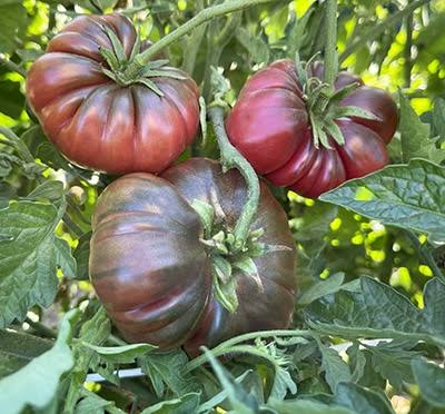Purple Calabash Tomato Seeds for Planting producing deeply ribbed reddish-purple heirloom tomatoes in home vegetable gardens