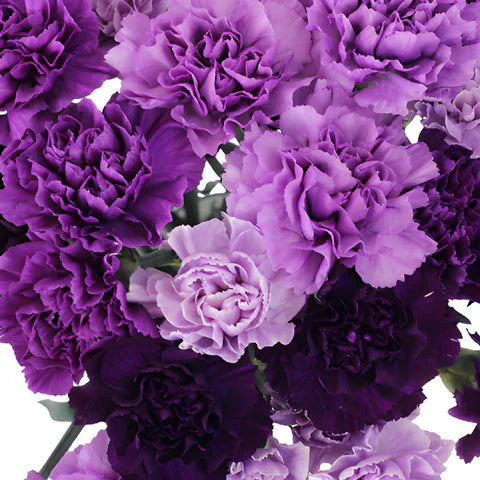 Purple Carnation flower seeds