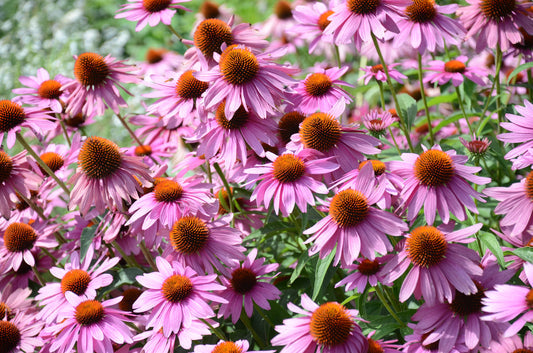 Purple Coneflower Flower Seeds for Planting – Heirloom Non-GMO Garden Seeds