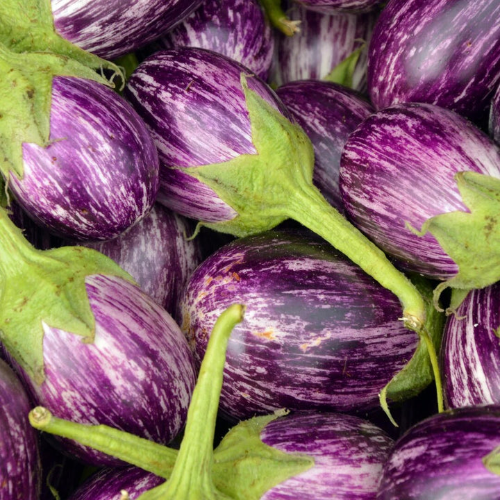 Purple zucchini vegetable growing on a healthy garden plant with green leaves