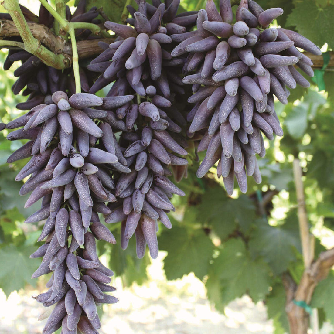 purple finger grape seeds