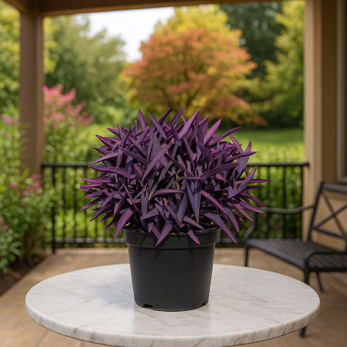 Tradescantia Pallida flower seeds