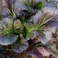 Dragon Tongue Mustard Greens