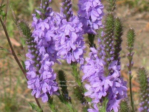 Purple Hoary Vervain Flower Seeds for Planting – Heirloom Non-GMO Garden Seeds