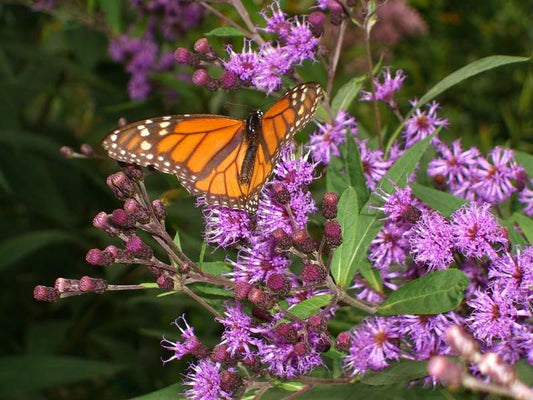 Purple Ironweed Flower Seeds for Planting – Heirloom Non-GMO Garden Seeds