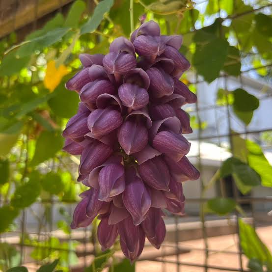 Purple jade vine flower seeds for growing an exotic tropical climbing vine with unusual purple blooms.