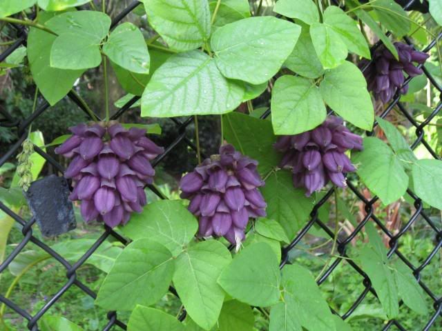 Purple jade vine flower seeds for growing an exotic tropical climbing vine with unusual purple blooms.