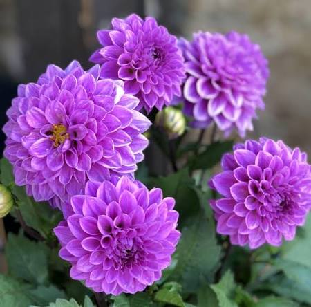 Purple Marigold Blooms in Garden Flower Bed