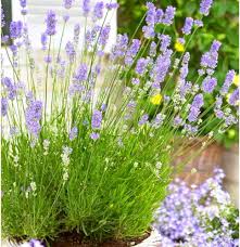 Purple Mint Flowers Attracting Garden Pollinators