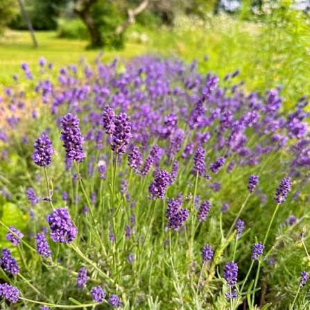 Purple Mint Flowers Attracting Garden Pollinators