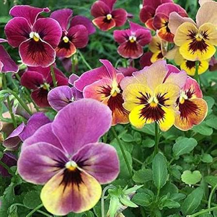 Purple Orange Pansy Flowers Growing in Container