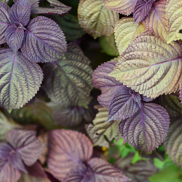 Purple Perilla herb plant with vibrant purple foliage growing in a garden