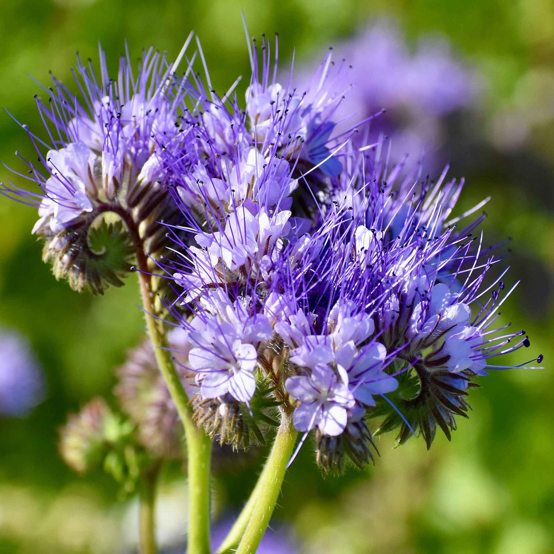 Purple Phacelia flowers blooming in a garden with fern-like green foliage