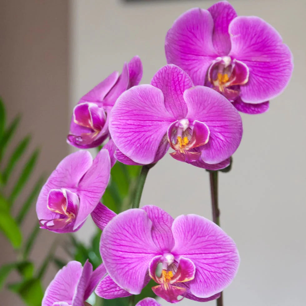 Violet Phalaenopsis flower seeds