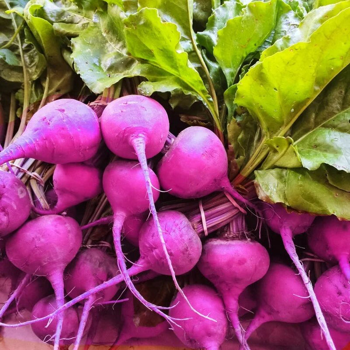 Purple radish seeds for planting with fresh purple radishes growing in a home vegetable garden