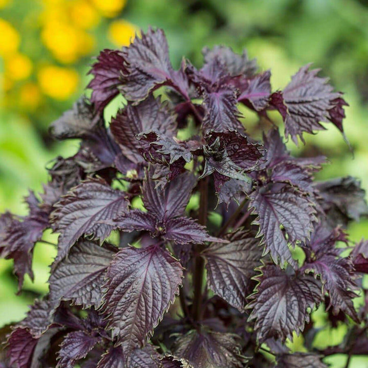 Purple Shiso Herb Seeds for Planting – Heirloom Non-GMO Garden Seeds