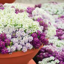 Violet Easter Bonnet Alyssum Flower Seeds for Planting