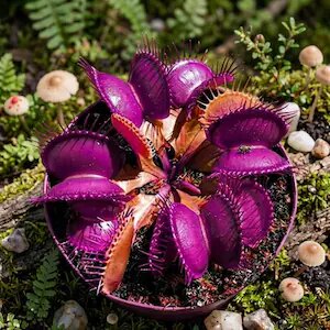 Purple Venus Fly Trap Seeds – Dionaea Muscipula Carnivorous Plant for Planting