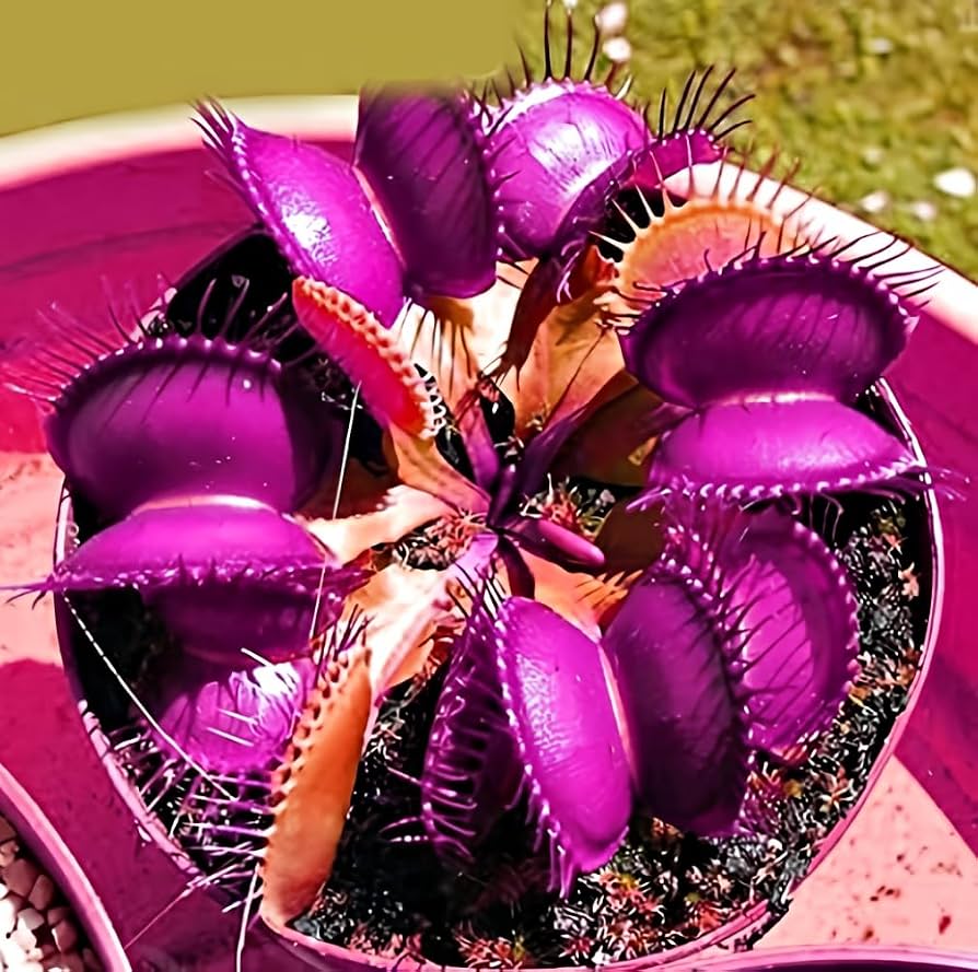 Purple Venus Fly Trap Seeds – Dionaea Muscipula Carnivorous Plant for Planting