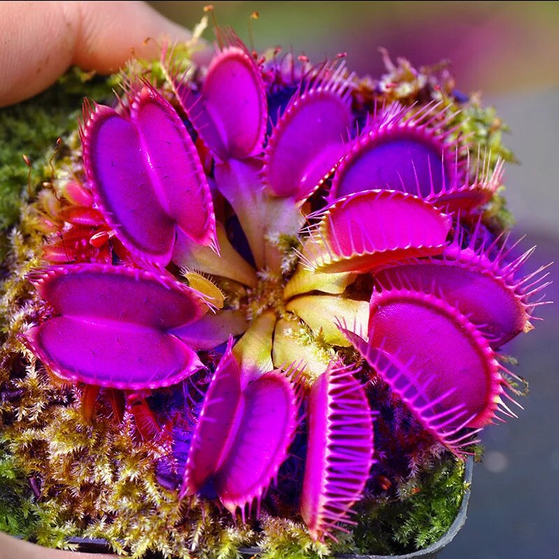 Purple Venus Fly Trap Seeds – Dionaea Muscipula Carnivorous Plant for Planting