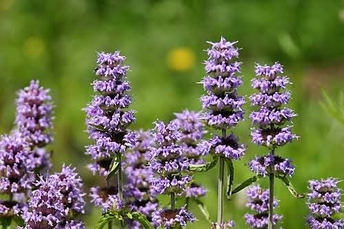Purple Wood Mint Herb Seeds for Planting – Heirloom Non-GMO Garden Seeds
