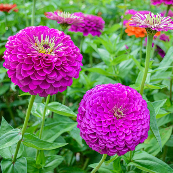 Purple Yellow flower seeds