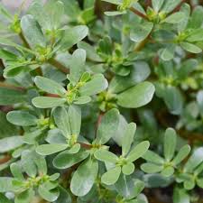 Fresh Purslane Leaves Ready for Harvest