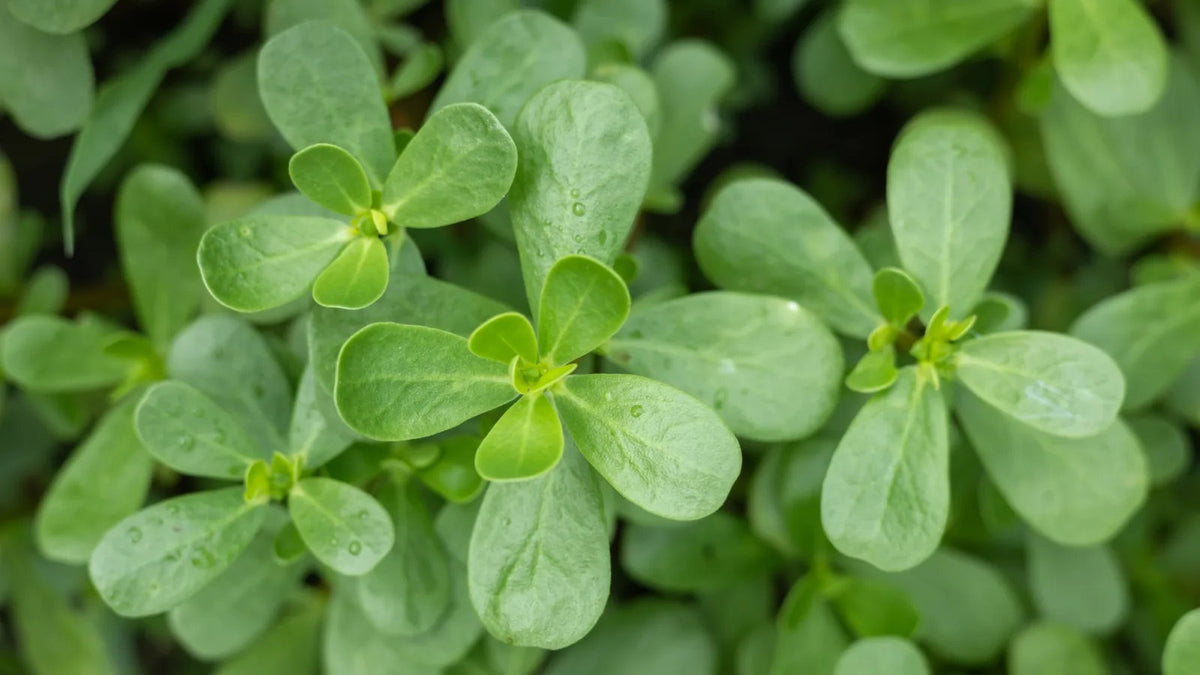 Common purslane vegetable plant with fleshy green leaves, branching succulent stems, and small yellow flowers growing in a sunny home vegetable garden.