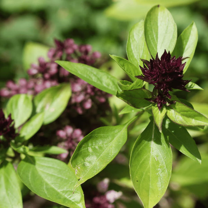 Basil Scented flower seeds