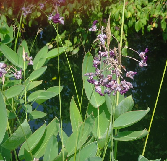 Green Thalia flower seeds