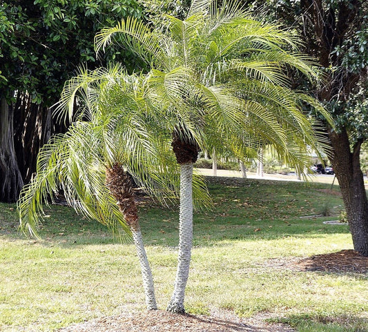 pygmy date palm seeds