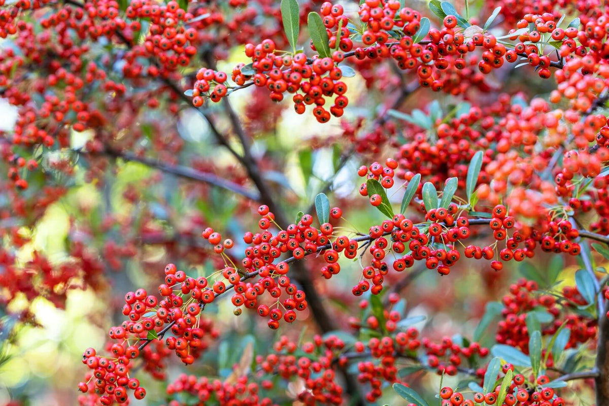 Red Pyracantha shrub with green foliage and bright red berry clusters in a garden