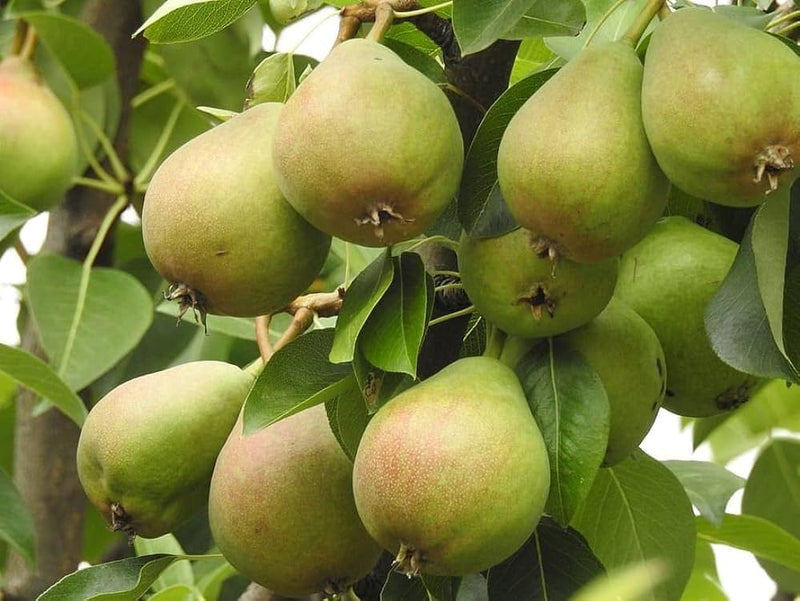 Sand Pear Pyrus pyrifolia Fruit Seeds for Planting – Heirloom Non-GMO Garden Seeds
