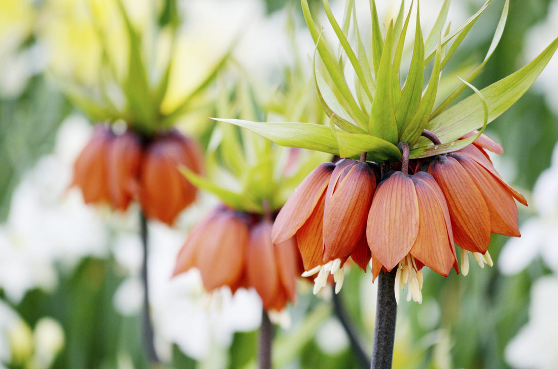 Crown Imperial flower seeds
