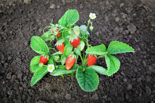 Rügen Strawberry Fruit Seeds for Planting – Heirloom Non-GMO Garden Seeds