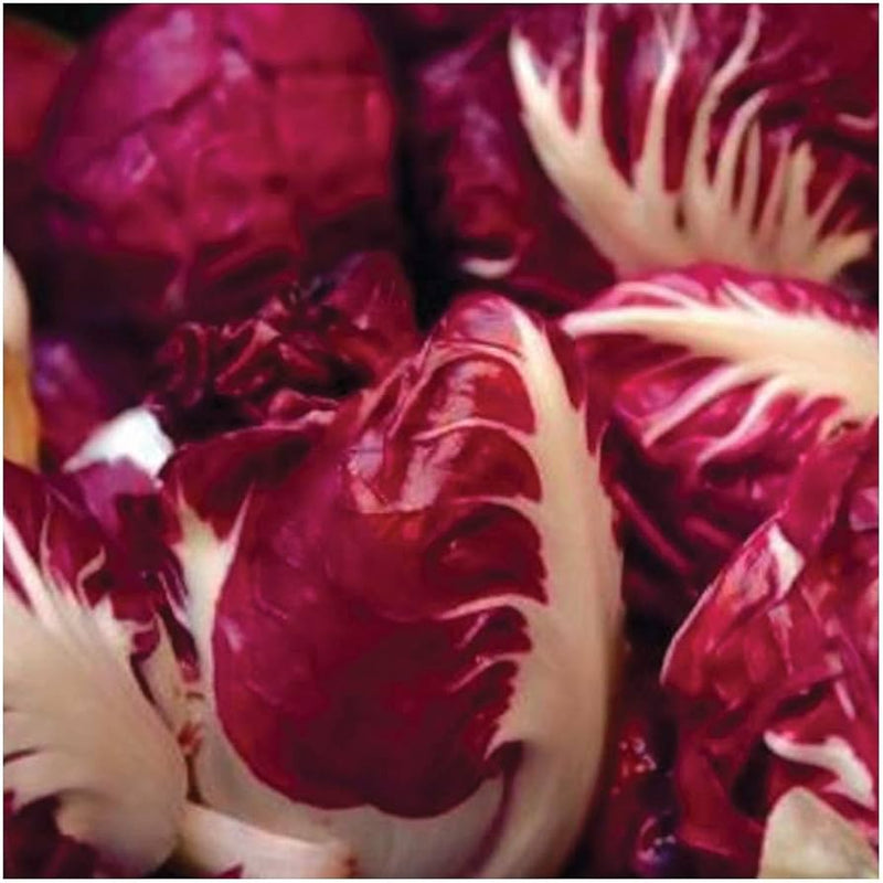 Castelfranco Radicchio Vegetable Seeds for Planting – Heirloom Non-GMO Garden Seeds
