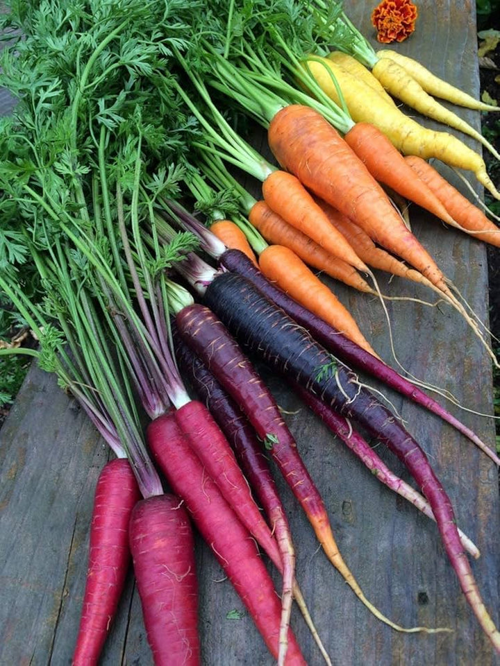 Rainbow Carrot Seeds