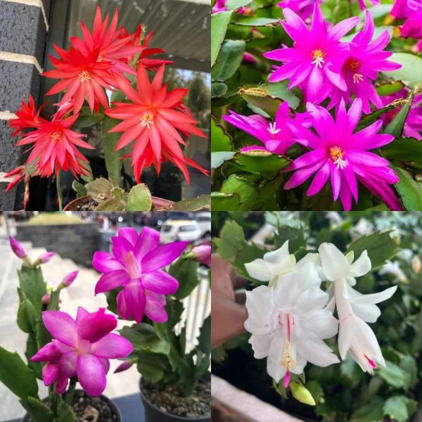 Rainbow Schlumbergera flower seeds