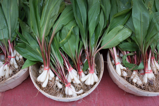Wild Leek Vegetable Seeds for Planting – Heirloom Non-GMO Garden Seeds