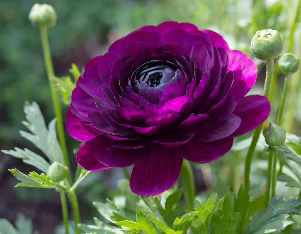 Violet Ranunculus flower seeds