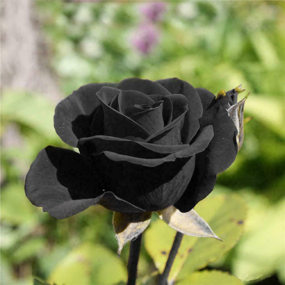 Black Rose flower seeds