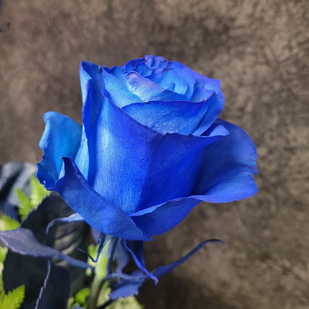 Dark Blue flower seeds