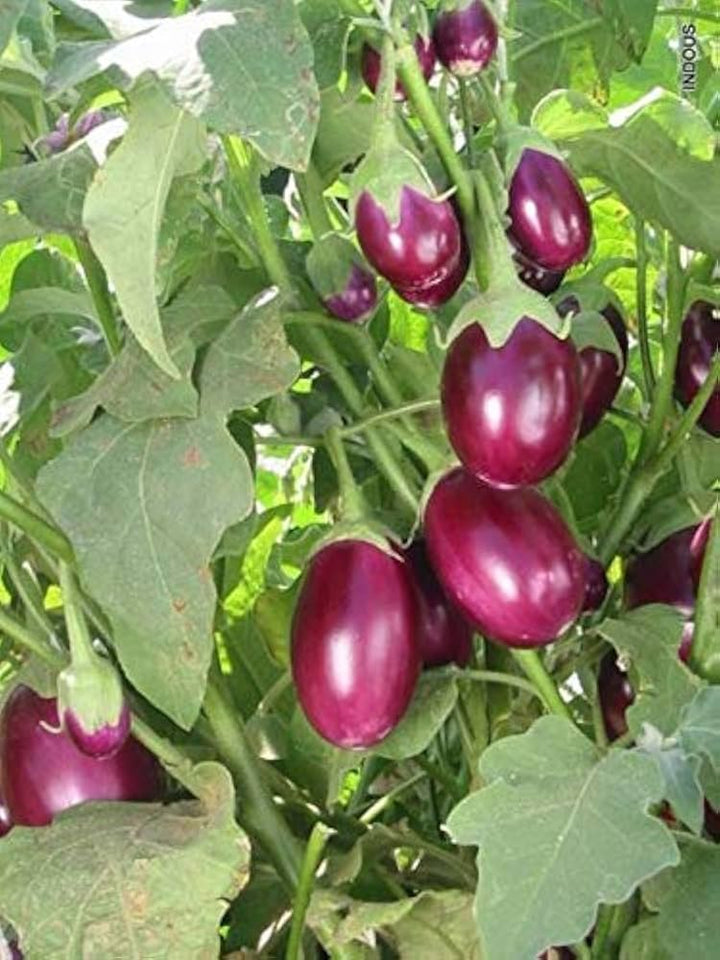 Melon Eggplant Seeds