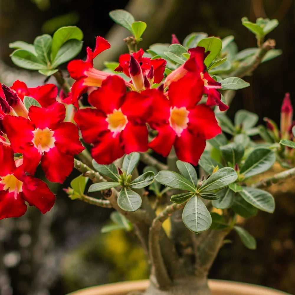 Red Adenium flower seeds