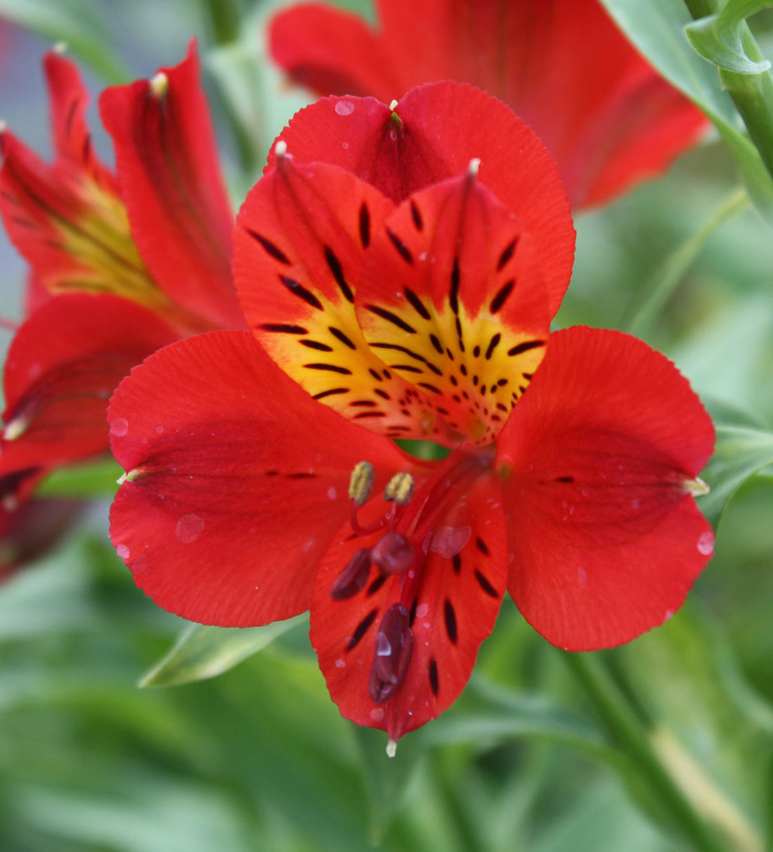 Red Alstroemeria flower seeds