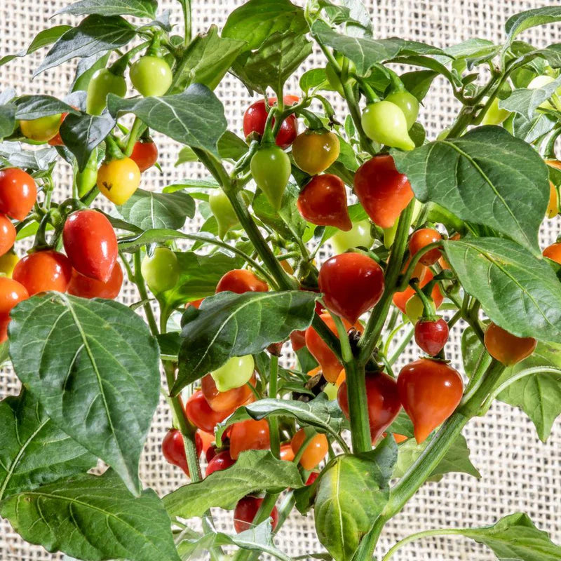 Biquinho Pepper Seeds for Planting – Heirloom Sweet Chili Seeds