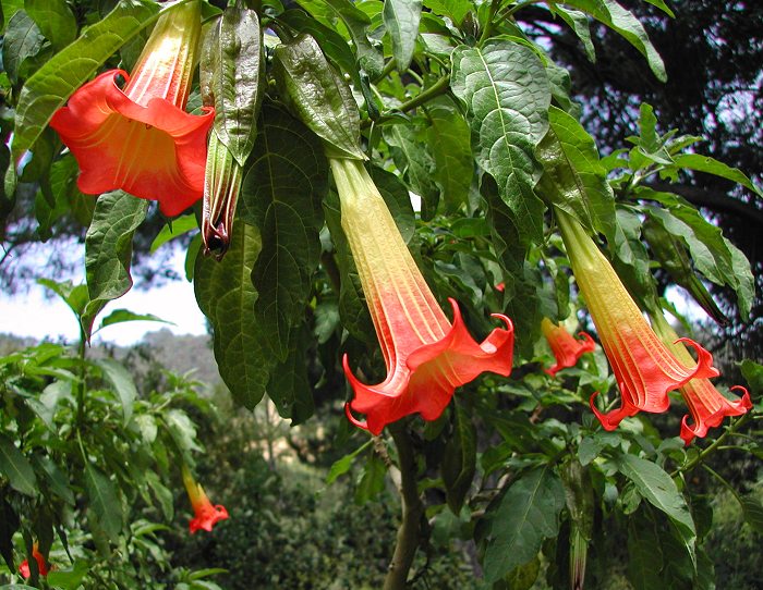 Angel trumpet tree (Brugmansia sanguinea) displaying hanging scarlet-red and yellow trumpet-shaped flowers among green leaves in an ornamental garden.