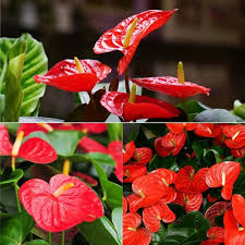 Red Anthurium with Glossy Green Tropical Foliage