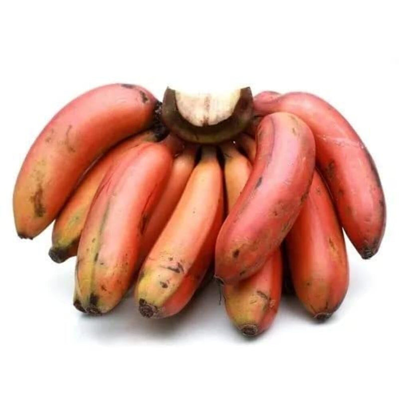 Red Banana Fruit Seeds for Planting – Heirloom Non-GMO Garden Seeds